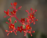 Jatropha podagrica w pełnym rozkwicie, z drobnymi, jaskrawoczerwonymi kwiatami i pąkami na cienkich łodyżkach.