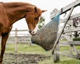 Ein braunes Pferd frisst Heu aus einem blauen Netz, das an einem Holzzaun hängt. Heike Bussang hat diesen Moment festgehalten.