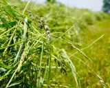 Close-up of freshly cut grass, ready for drying. The green stalks and seed heads are vibrant, hinting at the natural hay preservative qualities of the field.