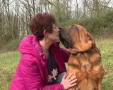 Une femme embrasse tendrement son chien Bruno Saint Hubert, un magnifique Saint-Bernard, dans un pré.
