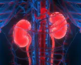 Anatomia nerek i naczyń krwionośnych. Obraz przedstawia, jak działają nerki, kluczowe dla życia, i co się dzieje, gdy dochodzi do niewydolności nerek.