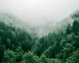 Mglisty, gęsty las, jak z angielskiego "forest", skrywa tajemnice w zielonych koronach drzew.