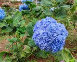 Grandes racimos de **plantas acidófilas** de color azul vibrante, con hojas verdes exuberantes.