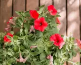 Vibrant red petunias bloom, their trumpet-shaped flowers reaching out. These plants are known to spread, creating a lush display of color.