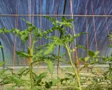 Jeunes plants de tomates dans une serre, soutenus par des fils pour les tuteurer.