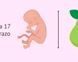 Bebé de 17 semanas de embarazo, similar en tamaño a una pera.