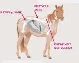 Ein Pferd mit Skelett-Illustration. Pfeile zeigen auf verschiedene Körperteile und geben Altersangaben an, z.B. "Bis etwa 5 Jahre".