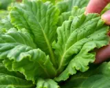 Puceron choux : une main examine une feuille verte infestée de petits insectes noirs. Un traitement naturel est peut-être nécessaire.