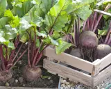Frisch geerntete rote beete pflanzen mit kräftigen grünen Blättern und dunklen Stielen, einige in einer Holzkiste, andere noch im Boden.