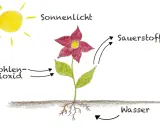 Die Sonne liefert Licht für die Fotosynthese im Blatt. Das Blatt nimmt Kohlendioxid auf und gibt Sauerstoff ab. Wasser wird von den Wurzeln aufgenommen.