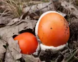 Insalata di Ovuli: Ricetta, Sicurezza e Segreti del Fungo Reale