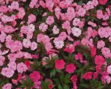 Un tapis de fleurs d'impatiens de Nouvelle-Guinée roses et fuchsia. L'entretien de ces plantes est simple pour un tel éclat.