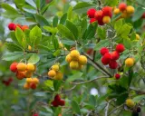 Grappes de fruits rouges et jaunes sur un arbousier, montrant la taille de l'arbousier et la maturité des baies.
