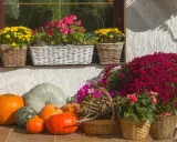 Jesienne kompozycje z wrzosami przed domem: dynie, chryzantemy i pelargonie w wiklinowych koszach tworzą barwną dekorację.