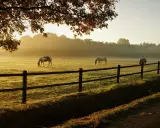 Pferde auf einer nebligen Weide im Morgengrauen. Der Wetterwechsel macht sie empfindlich, aber sie grasen friedlich.