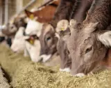 Rinder fressen Heu. Die Landwirtschaft trägt zu Treibhausgasen bei, aber auch die Ernährung der Tiere ist wichtig.