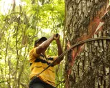 Hombre recolectando savia de árbol, parte del origen del chicle. La savia roja se ve en la corteza.