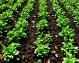 Légumes verts en rangées serrées, prêts pour le calendrier semis mâche.