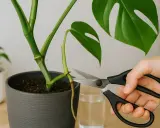 Mit einer Schere wird ein Ableger von der Monstera getrennt, um sie zu vermehren.