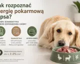 Złoty retriever z miską mięsa, obok tekst o objawach, diagnostyce i wyborze karmy przy alergii pokarmowej u psa.