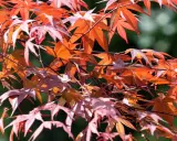 Rote und orangefarbene Blätter eines Ahorns, die im Sonnenlicht leuchten. Ein leichter Wind lässt die Zweige tanzen, als ob sie sich auf den Herbst vorbereiten.