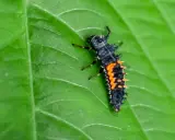 A spiky lady beetle larva, part of the lady beetle life cycle, crawls on a vibrant green leaf.