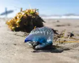 Una medusa blu e viola, un esemplare di zoologia marina, giace sulla sabbia umida vicino a un cumulo di alghe.