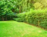 Ein gepflegter Garten im Juni, bereit für das **hecke schneiden**. Der Rasen ist frisch gemäht, die Büsche üppig grün.