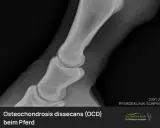 Röntgenbild eines Pferdefußes mit OCD (Osteochondrosis dissecans). Die Aufnahme zeigt die Knochenstruktur und mögliche Veränderungen.