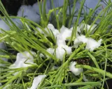 Grüner Schnittlauch kämpft sich durch den Schnee. Er beweist, dass Schnittlauch winterhart ist und auch bei Kälte wächst.