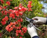 Gants blancs et sécateur pour la taille d'un cognassier du Japon aux fleurs rouges éclatantes.