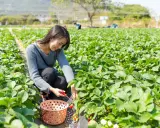Une femme récolte des fraises dans un champ. Le moment idéal pour planter fraisier est au printemps ou à l'automne.