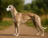 Un élégant lévrier whippet tigré se tient sur un chemin de terre, le regard tourné vers l'horizon.