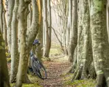 Rower i kask oparty o drzewo w lesie.