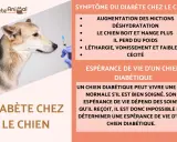 Un chien regarde une seringue, les symptômes du diabète canin incluent la soif accrue et la perte de poids.