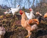 Des poules picorent sur un tas de fumier de poule, un engrais naturel riche pour le jardin.