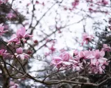 Delikatne, różowe kwiaty magnolii rozkwitają na gałęziach, zapowiadając wiosnę.