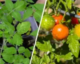Watering tomato seedlings and ripe cherry tomatoes. Learn how often to water tomatoes in pots for healthy growth and fruit.