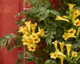 Une plante grimpante murale aux fleurs jaunes éclatantes s'épanouit sur un fond rouge vif.