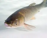 Amur pływa w czystej wodzie. To ryba, która może być celem wędkarskim, a jej połów często zależy od kalendarza brań amura.