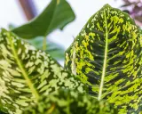 Nahaufnahme von Dieffenbachia-Blättern mit grünen und gelben Flecken. Die Blattadern sind deutlich sichtbar. Perfekt für die Dieffenbachia Pflege.