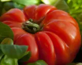 Gros plan sur une tomate cœur de bœuf rouge vif, ses lobes charnus se détachant sur un fond de feuilles vertes.
