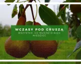 Gruszki dojrzewają pod słońcem. Dowiedz się, ile wynoszą wczasy pod gruszą i wszystko, co musisz o nich wiedzieć.