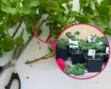 Przygotowanie sadzonek pelargonii: cięcie pędów i sadzenie w doniczkach.