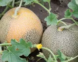 Deux melons cantaloups mûrs, un jaune et un vert, poussent sur leur plant. La culture du melon est un art.
