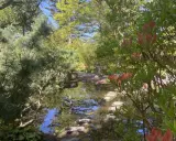 En lugn damm med stenar som leder över vattnet i en vacker del av botaniska trädgården i Göteborg.