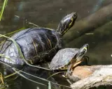 Dwa żółwie wodne, jeden większy, drugi mniejszy, siedzą na pniu w wodzie.