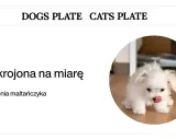 Zasady żywienia maltańczyka: dieta skrojona na miarę dla Twojego pupila.