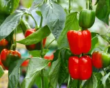 Poivrons rouges et verts mûrs sur leur plant, une belle association poivron potager.