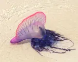 Una caravella portoghese, una delle meduse strane più colorate, spiaggiata sulla sabbia con le sue lunghe e sinuose tentacoli blu.